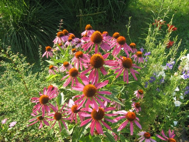 Echinacea